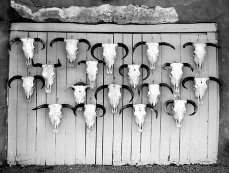 Cattle Call black and white photo by Joe Hoover
