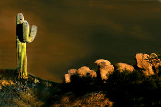 Scottsdale Cactus by Joe Hoover