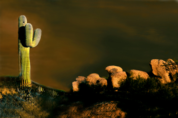Scottsdale Cactus by Joe Hoover