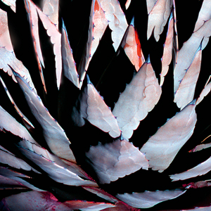 Century Plant by Joe Hoover