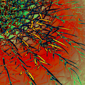Barrel Cactus by Joe Hoover
