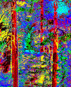 Three Tree of Oak Creek Canyon by Joe Hoover