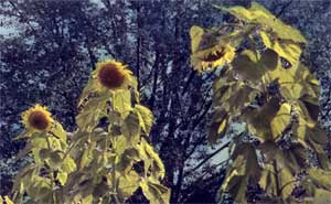 Summer's Last Dance by Joe Hoover and Anni Adkins