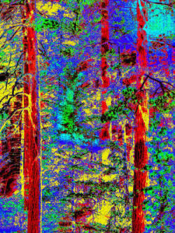 Jigsaw Puzzle - Theree Trees by Joe Hoover