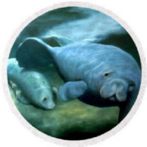 Round Beach Towel - Manatee Madonna