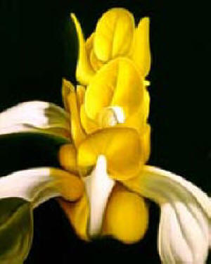 Angel Flower by Anni Adkins