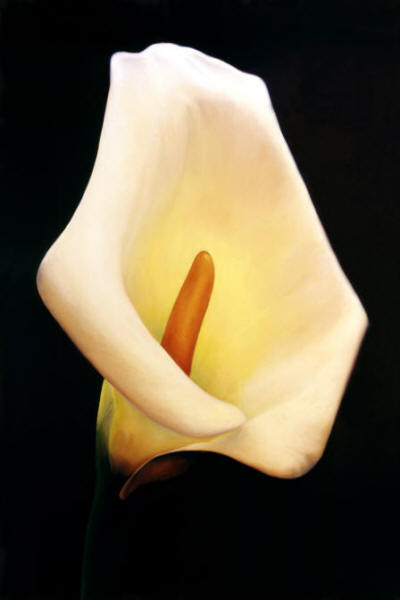 Calla Lily by Anni Adkins