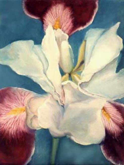 White Iris